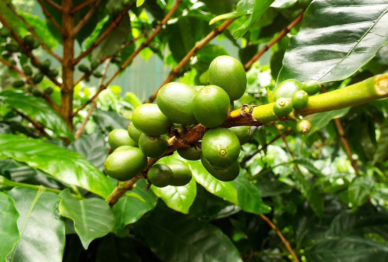  variété de café arabica "width =" 1280 "height =" 863 "/> </p>
<p> L'organisation à but non lucratif World Coffee Research a annoncé qu'elle a collaboré avec NSF International, l'agence internationale de certification et de certification spécialisée dans la santé publique dans les biens de consommation, pour certifier les producteurs de pépites et les pépinières. </p>
<p> Bien que de nombreux tiers Des certifications existent pour le café rôti pour aider les consommateurs à parcourir le nombre presque infini d'offres, la WCR affirme que jusqu'à présent, aucune norme globale de tiers n'existait pour les agriculteurs pour s'assurer que les usines de café qu'ils achètent sont à la fois saines et génétiquement pures comme annoncé. </p>
<p> La WCR a commencé à travailler sur le programme, appelé WCR Verified, en 2015, en recrutant NSF International plus tôt cette année. Grâce au programme, NSF International vérifiera et certifiera les vendeurs de les graines de café basées sur un protocole qui couvre: les normes de soins infirmiers pour l'élevage de plantes saines et exemptes de maladies; pureté génétique à l'aide de l'empreinte d'ADN; éducation pour les agriculteurs concernant la performance agronomique pour des décisions d'achat plus éclairées; et un crédit approprié aux éleveurs. </p>
<p> «En mettant en œuvre et en travaillant avec les protocoles techniques vérifiés par la WCR, les producteurs de fermes de semences et de pépinières pourront maintenir des systèmes de gestion efficaces pour s'assurer que leur production possède une traçabilité et une pureté génétique robustes», a déclaré le WCR lors d'une annonce du programme lancer aujourd'hui. «Grâce à des rapports indépendants de vérification de tiers, le producteur peut s'assurer que des points critiques sont abordés et favoriser une culture d'amélioration continue. Le processus est complété par une analyse de l'ADN et des audits de traçabilité pour s'assurer que la pureté génétique est maintenue. »</p>
<p> La WCR maintient un répertoire en ligne de fermes et pépinières de semences certifiées dans son catalogue de variétés de café, qui présente actuellement 38 variétés cultivées Amérique centrale. Le catalogue devrait se développer pour inclure les variétés cultivées en Afrique en 2018, en passant au reste du monde après cela, tandis que les acheteurs de semences pourront facilement découvrir quelles variétés sont offertes par les pépinières certifiées. </p>
<p> Cliquez ici pour en savoir plus sur WCR Verified, y compris des informations sur la façon de vérifier. WCR dit que les producteurs de semences recevront un devis pour les services d'audit pour le processus de vérification sur une base individuelle. </p>
<p> <span id=