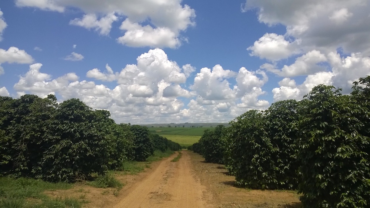  ferme de plantation de café 